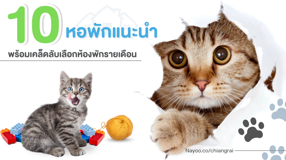 หาหอเชียงราย เลี้ยงแมวได้! 10 หอพักแนะนำ พร้อมเคล็ดลับเลือกห้องพักรายเดือน