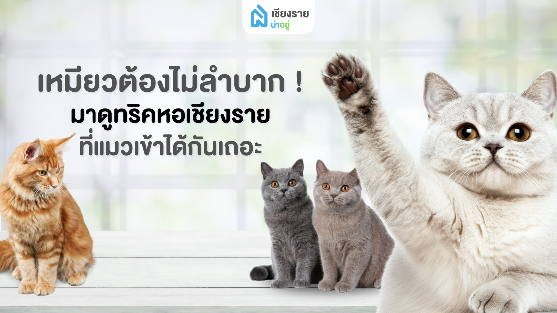 หอพักเลี้ยงแมวได้