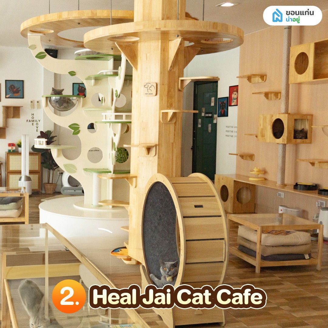 Healjai catface คาเฟ่แมวในขอนแก่น
