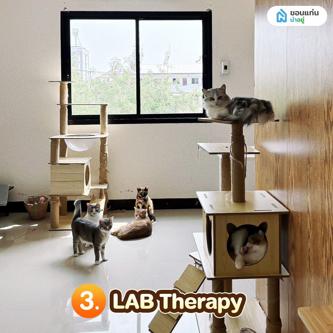 LAB Therapy คาเฟ่แมวขอนแก่น