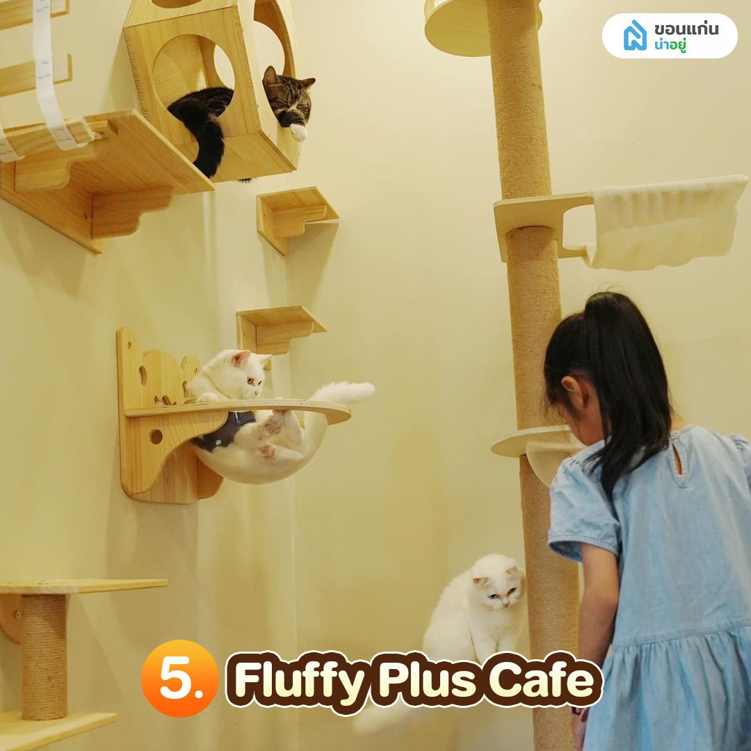 คาเฟ่แมวขอนแก่น Fluffy Plus Cafe