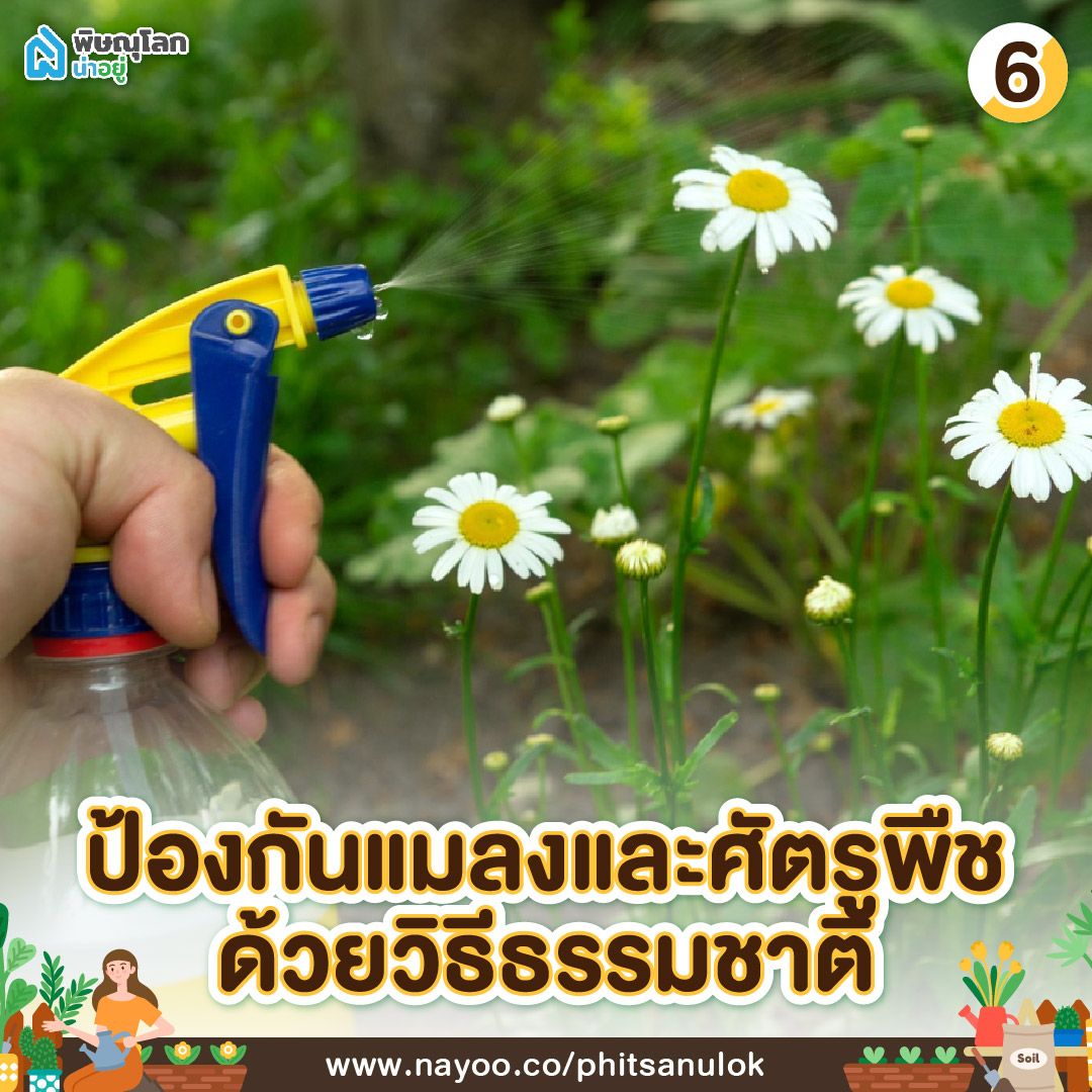 วิธีดูแลสวนหน้าบ้าน ป้องกันแมลงและศัตรูพืชด้วยวิธีธรรมชาติ