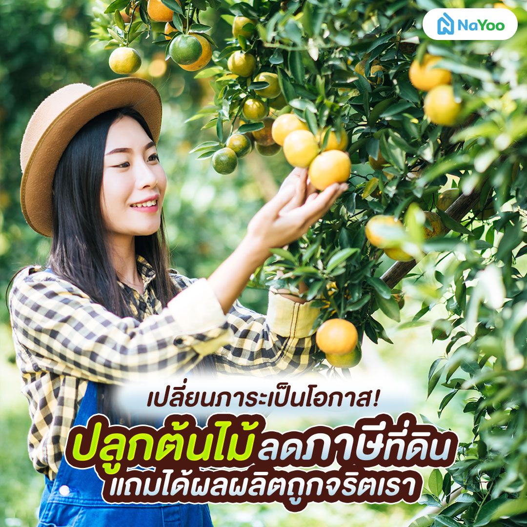 ปลูกต้นไม้ลดภาษีที่ดิน