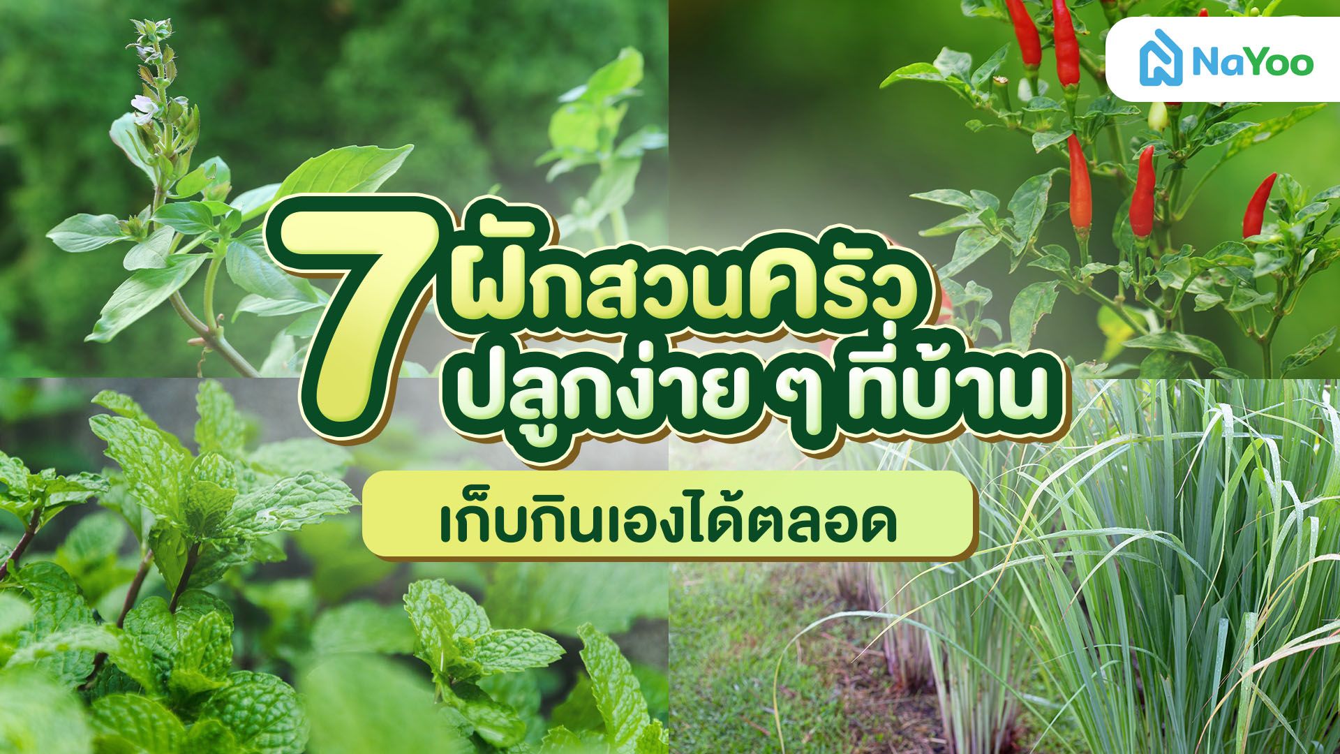 7 ผักสวนครัวปลูกง่ายโตไว
