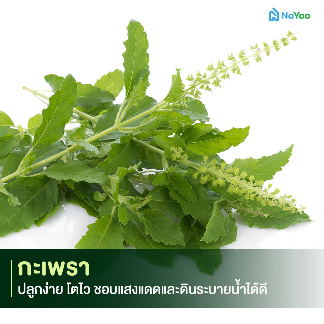 ผักสวนครัว ปลูกง่าย โตไว