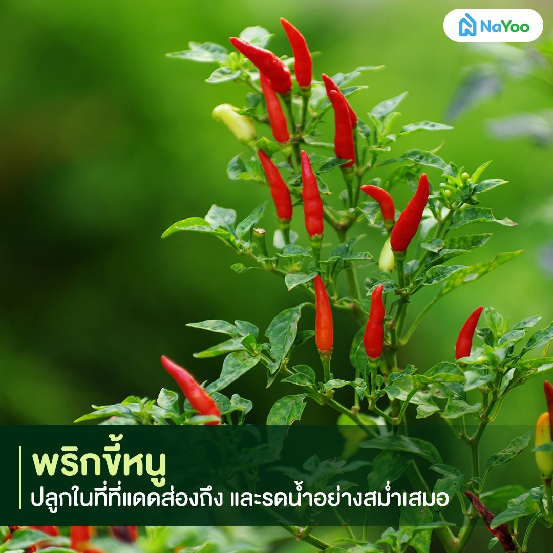 ปลูกพริก ผักสวนครัว