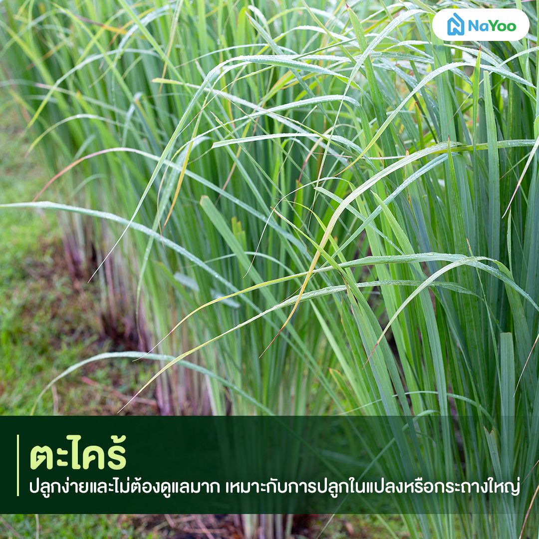 ปลูกตะไคร้ดีไหม