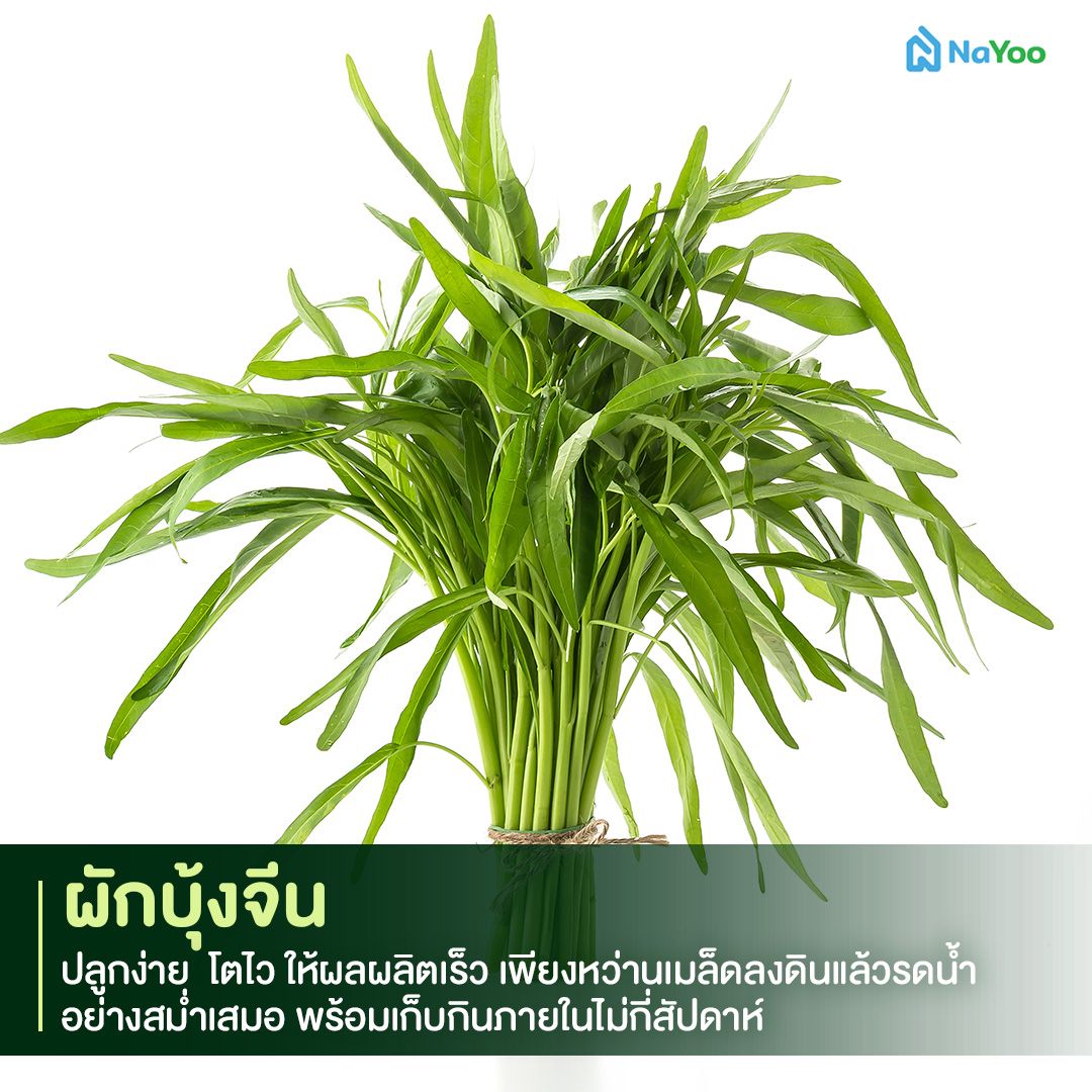 ผักบุ้งจีน