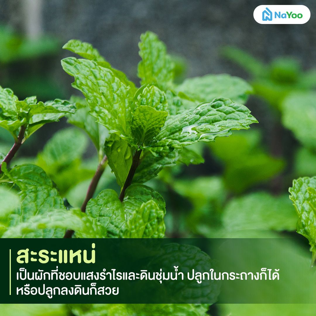 ปลูกสะระแหน่