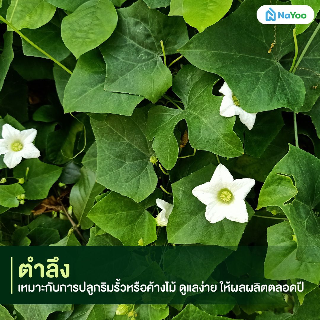 ปลูกตำลึงริมรั้ว