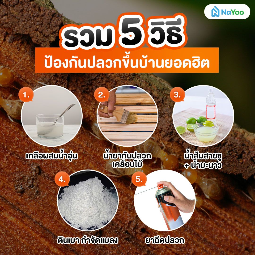 5 วิธีป้องกันปลวกขึ้นบ้านยอดฮิต