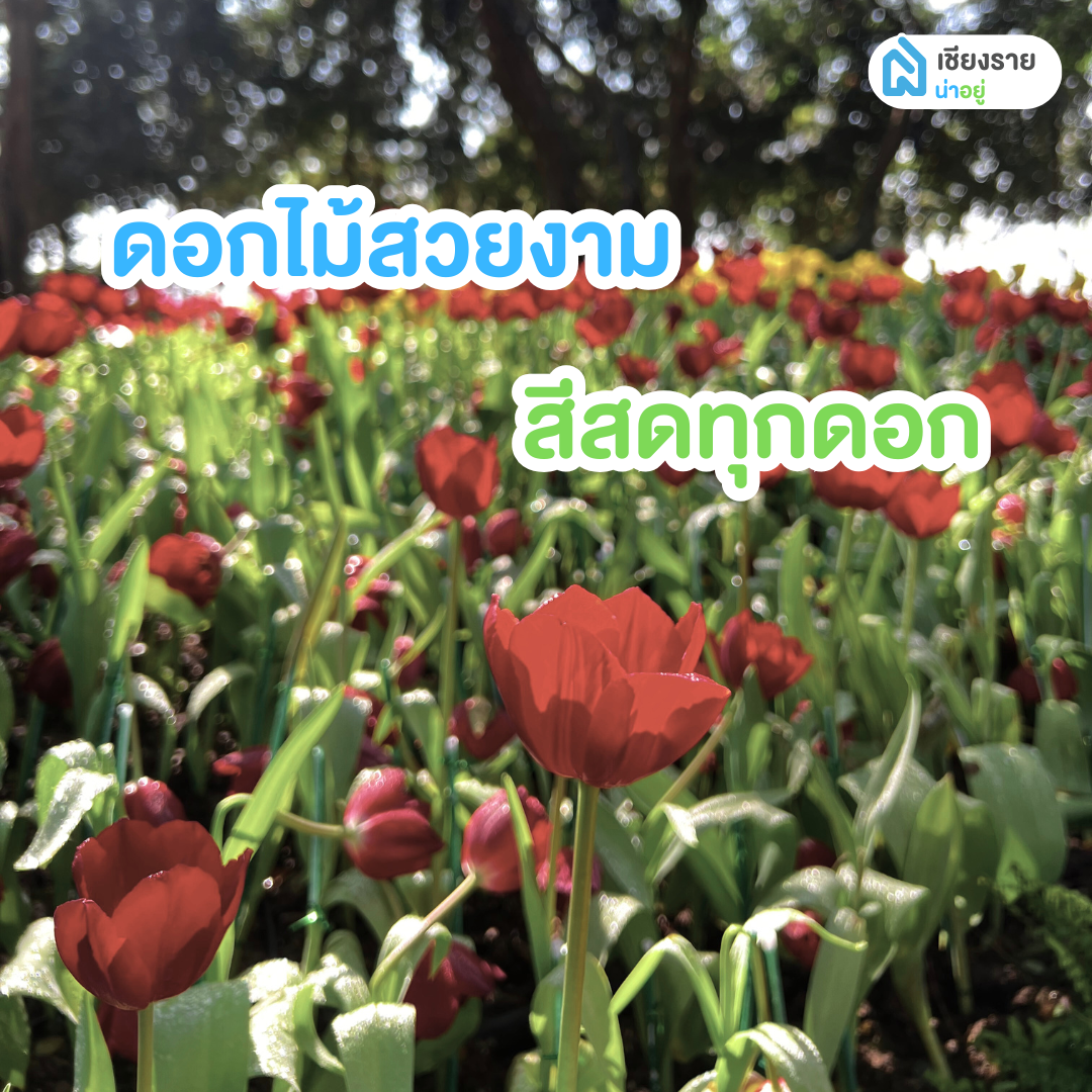 มหกรรมไม้ดอกอาเซียนเชียงราย