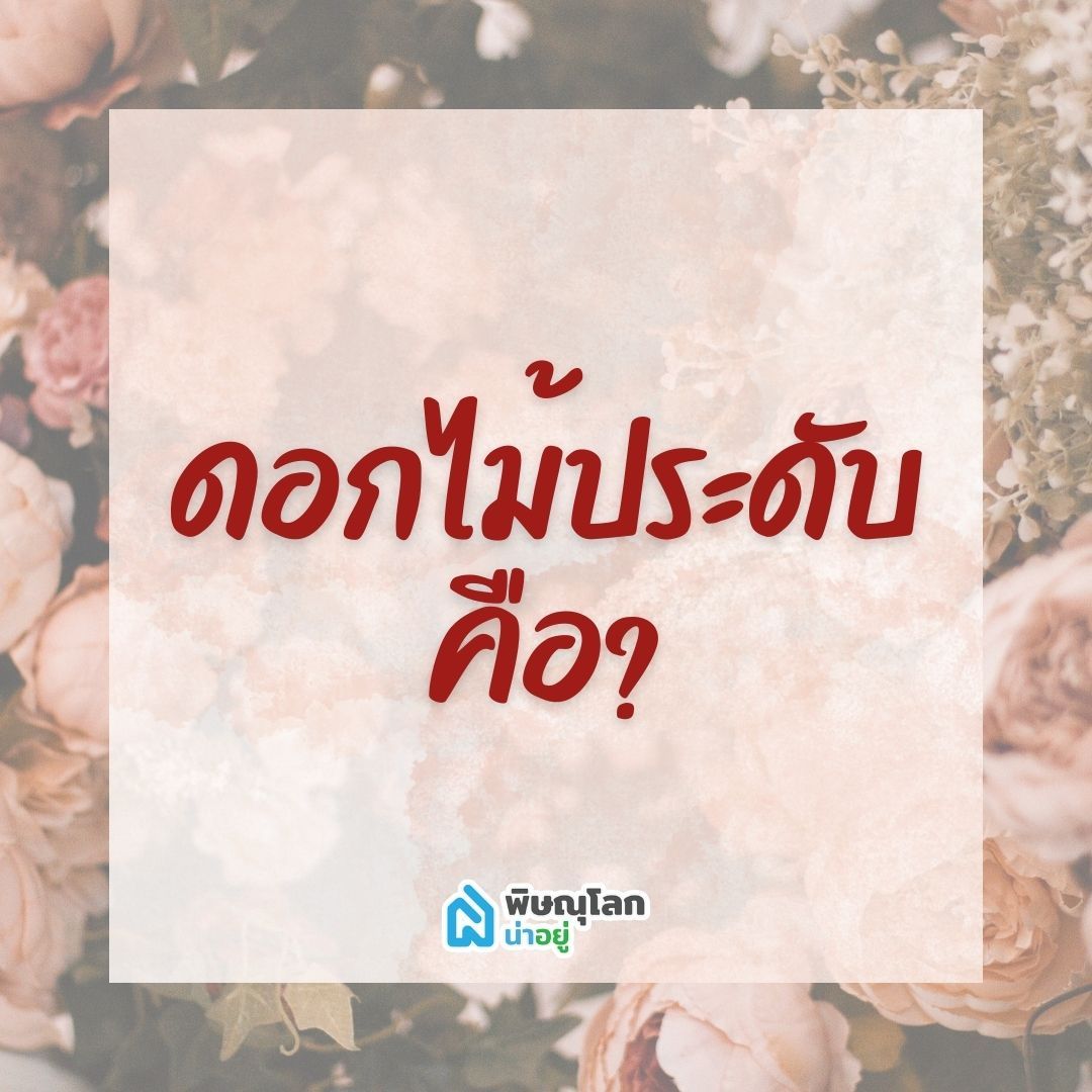 ดอกไม้ประดับ คืออะไร