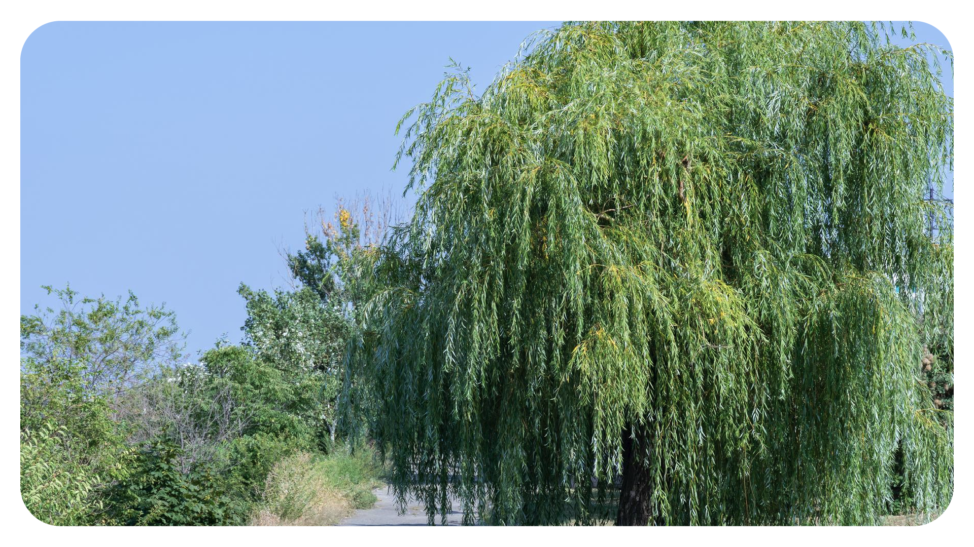 ต้นหลิว