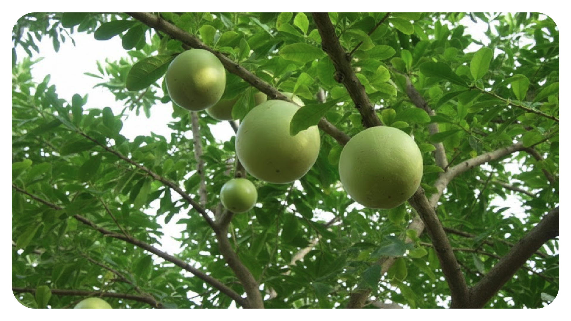 ต้นน้ำเต้าต้น