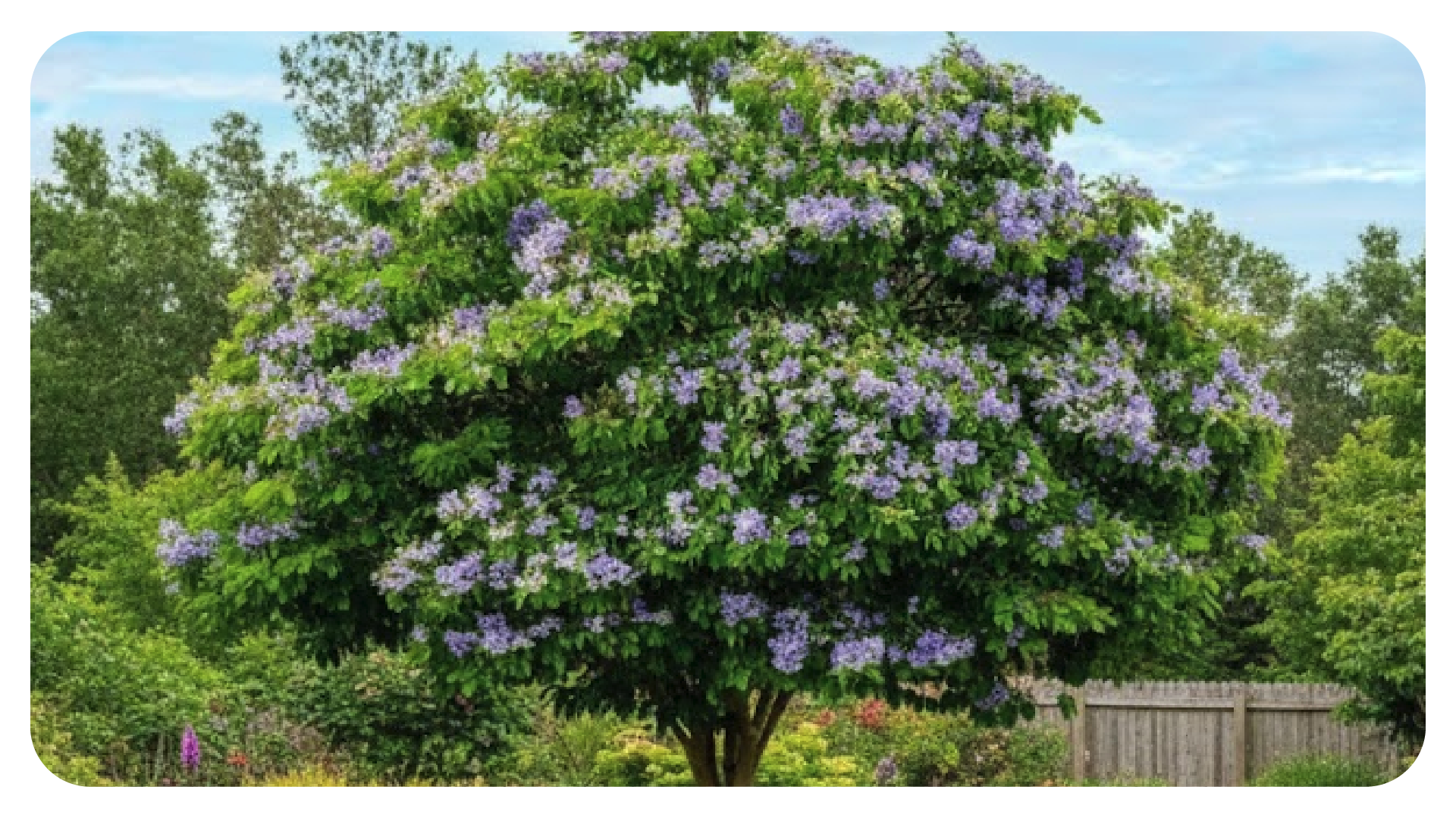 ต้นแก้วเจ้าจอม