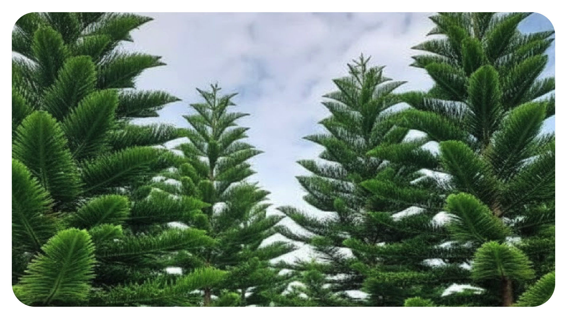 ต้นสนฉัตร