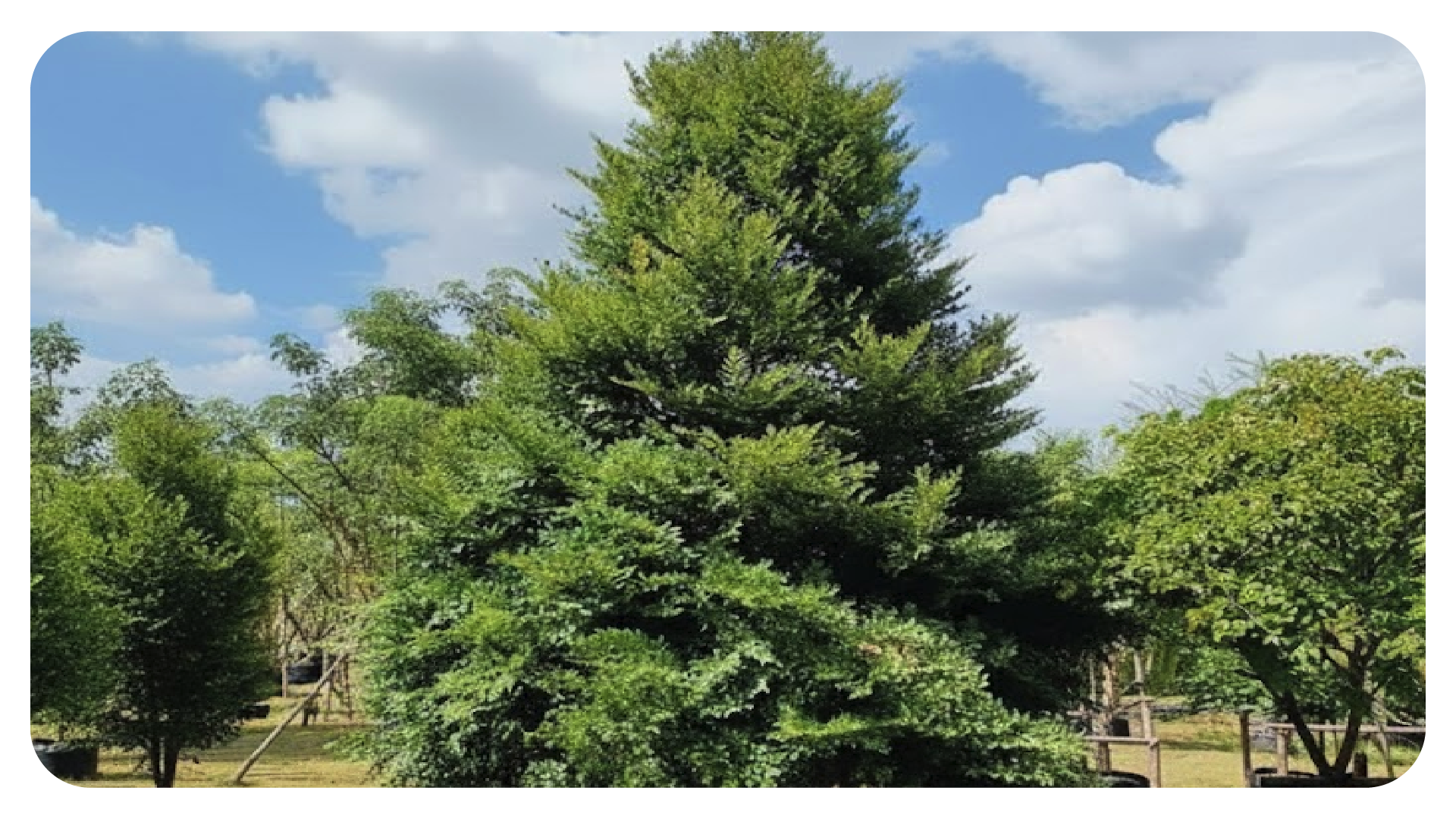 ต้นล่ำซำ