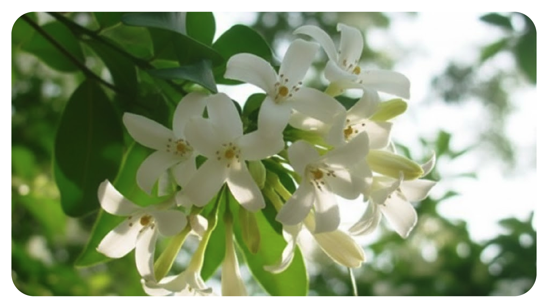 ต้นแก้ว ต้นไม้ที่ปลูกใกล้บ้านได้