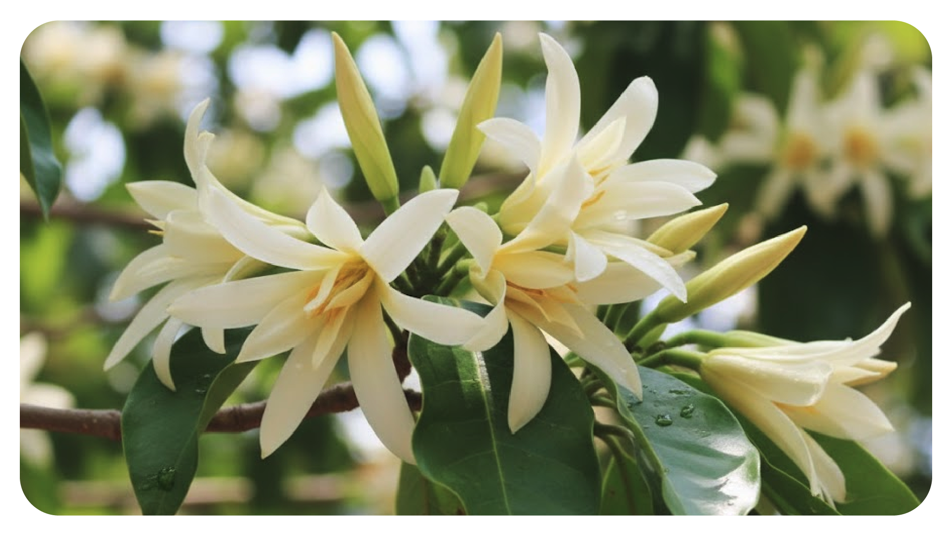 ต้นจำปี