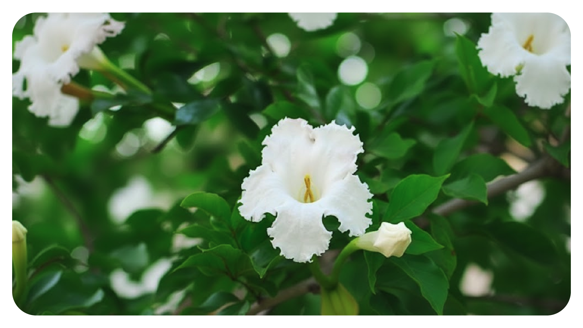 ต้นแคนา ต้นไม้ปลูกใกล้บ้าน