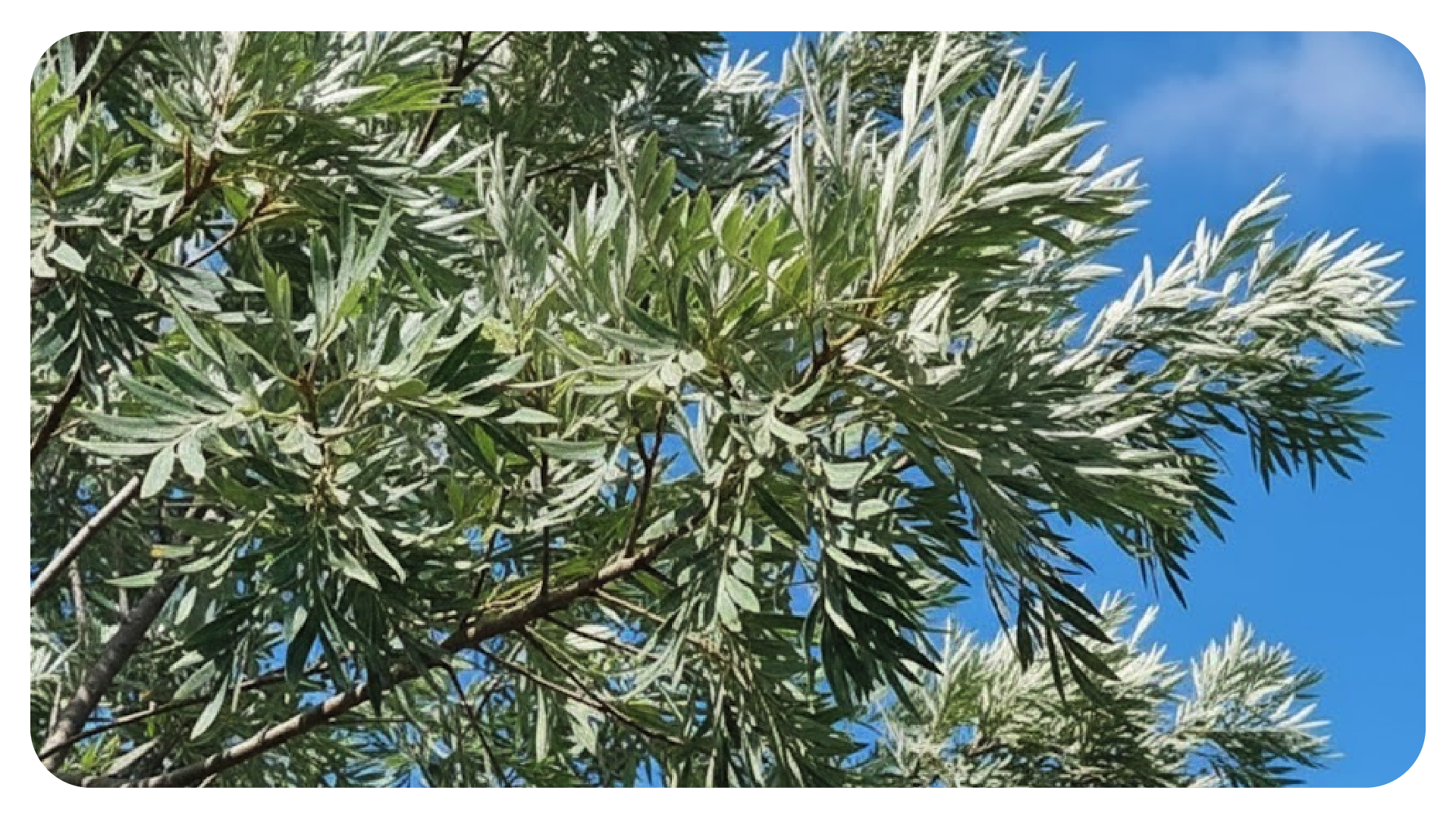 ซิลเวอร์โอ๊ค ต้นไม้ที่ปลูกใกล้บ้านได้