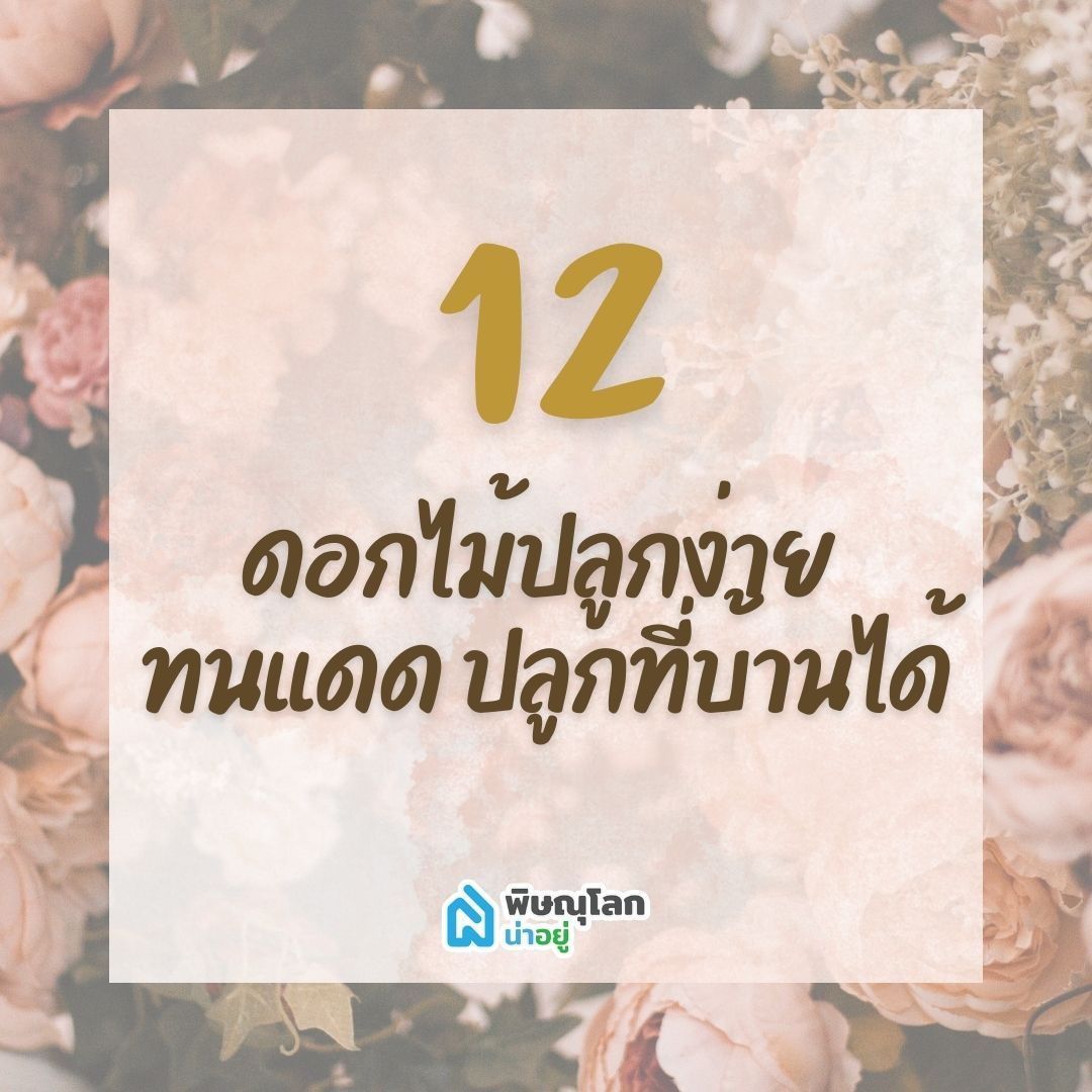 12 ดอกไม้ปลูกง่าย ทนแดด ปลูกที่บ้านได้