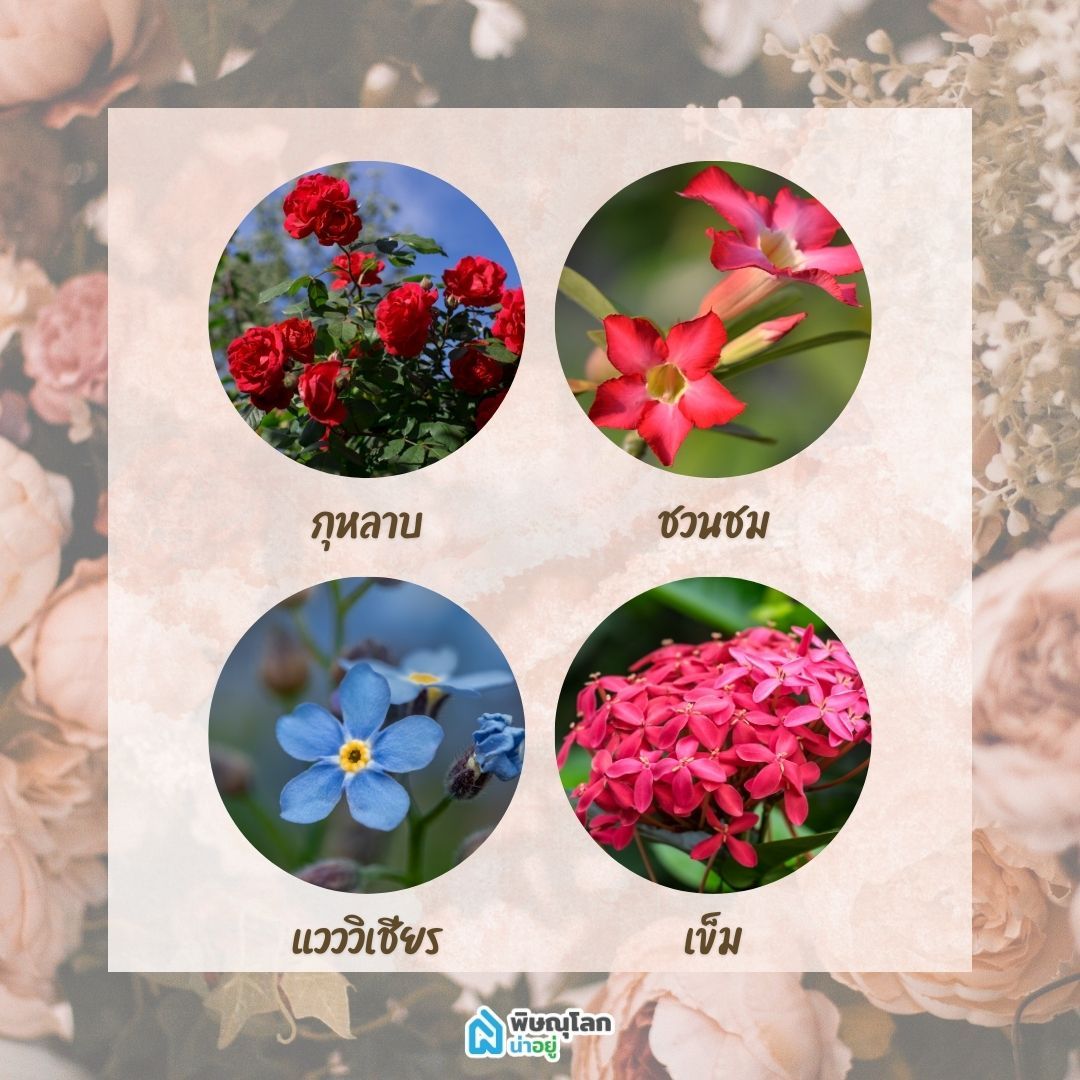 12 ดอกไม้ปลูกง่าย ทนแดด