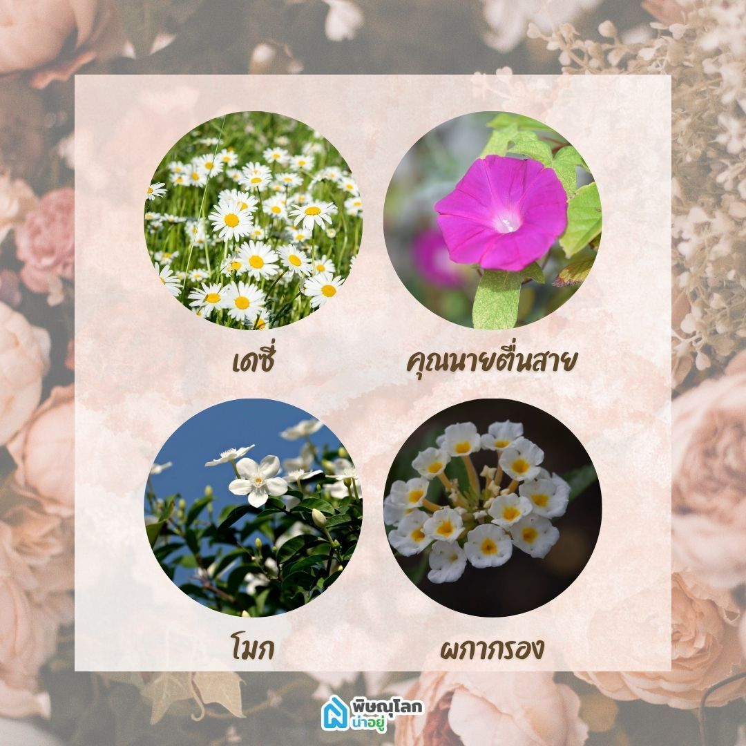 12 ดอกไม้ทนแดด ปลูกง่าย