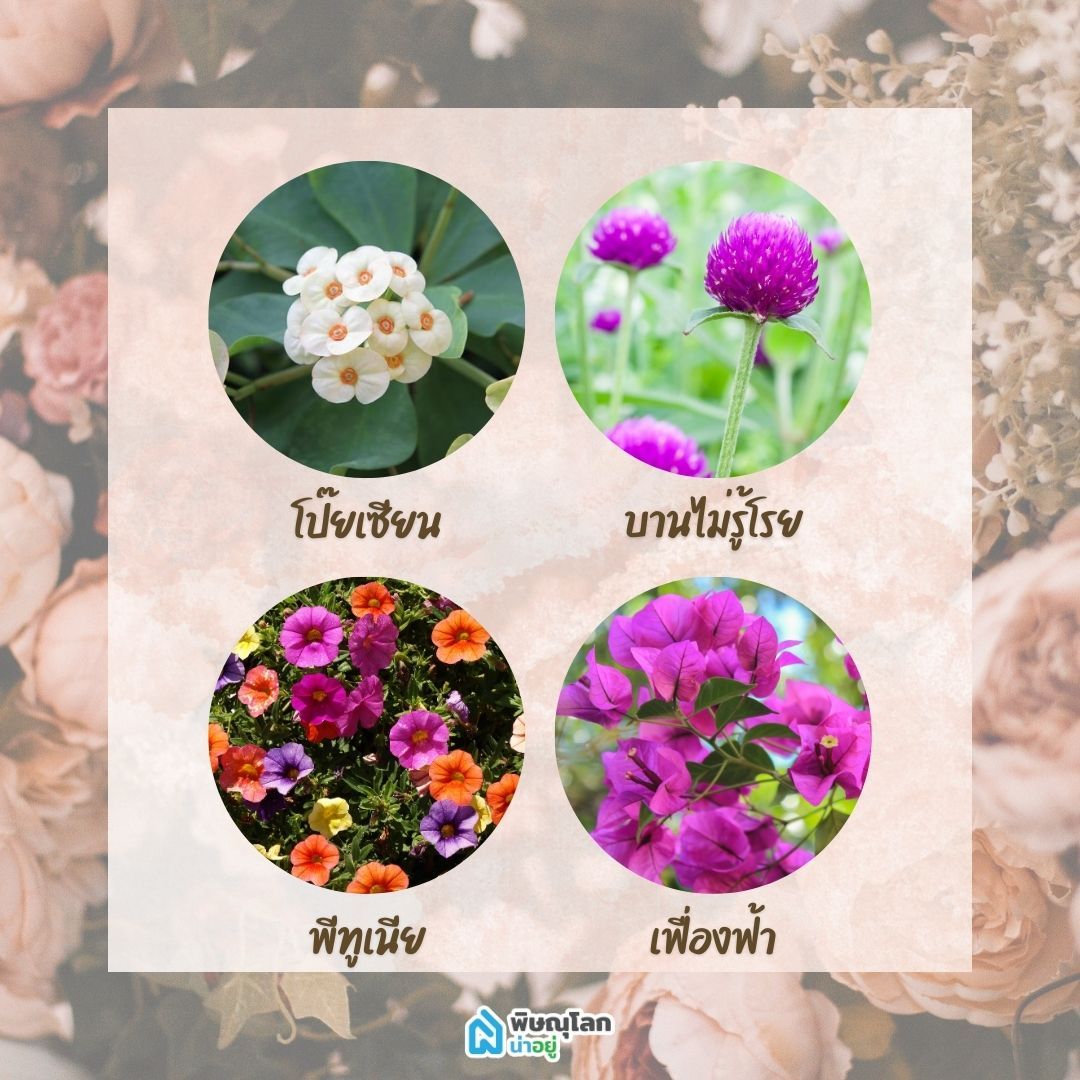 12 ดอกไม้ปลูกง่าย ปลูกที่บ้านได้