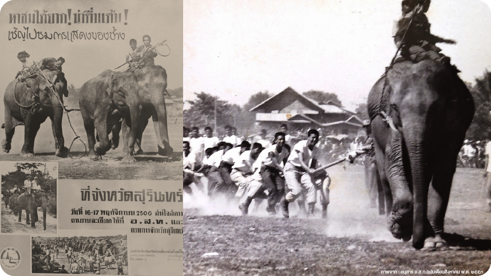 ความเป็นมาของงานช้างสุรินทร์