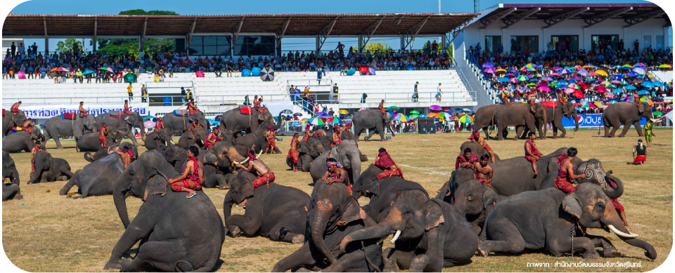 งานแสดงช้าง Surin Elephant Round-up