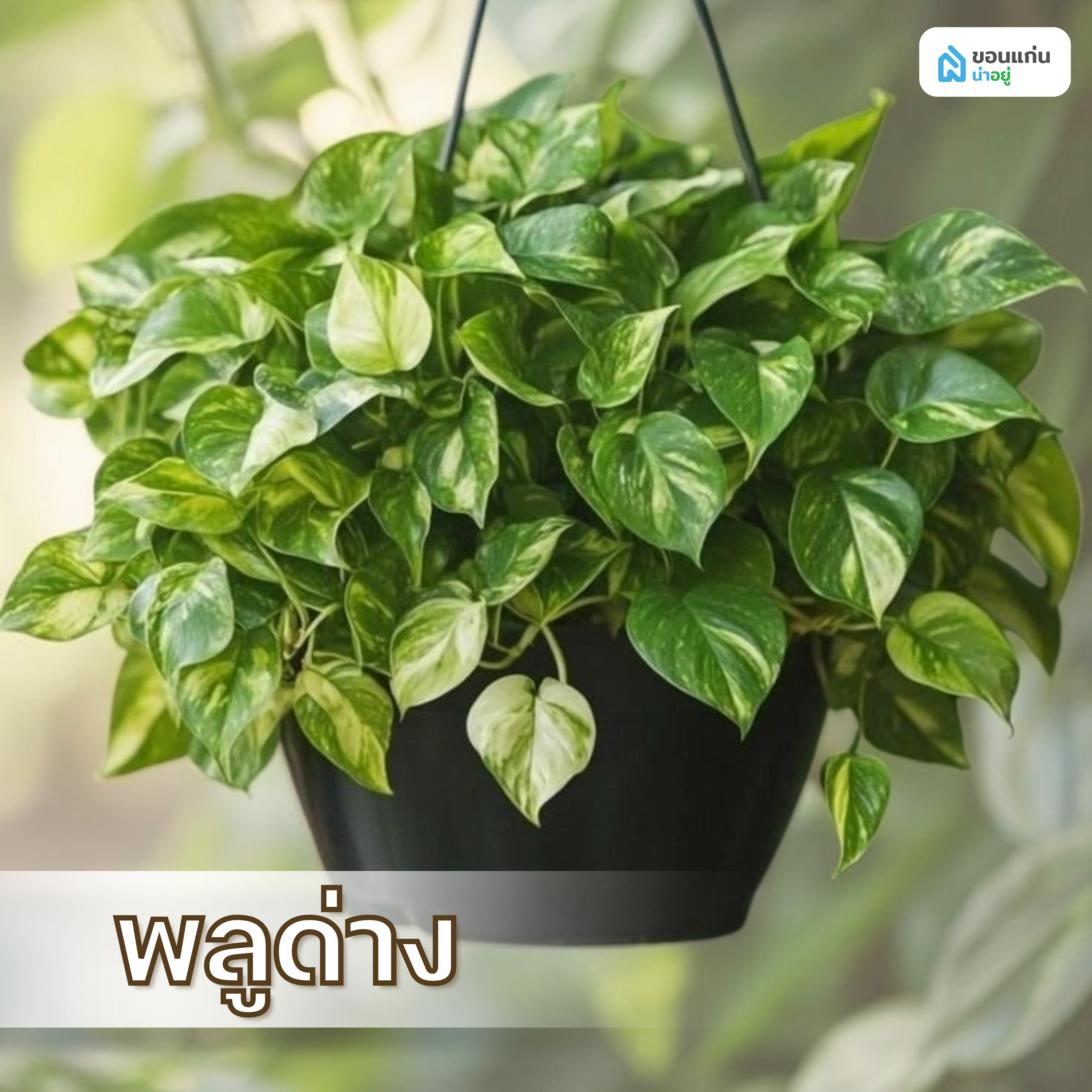 พลูด่าง