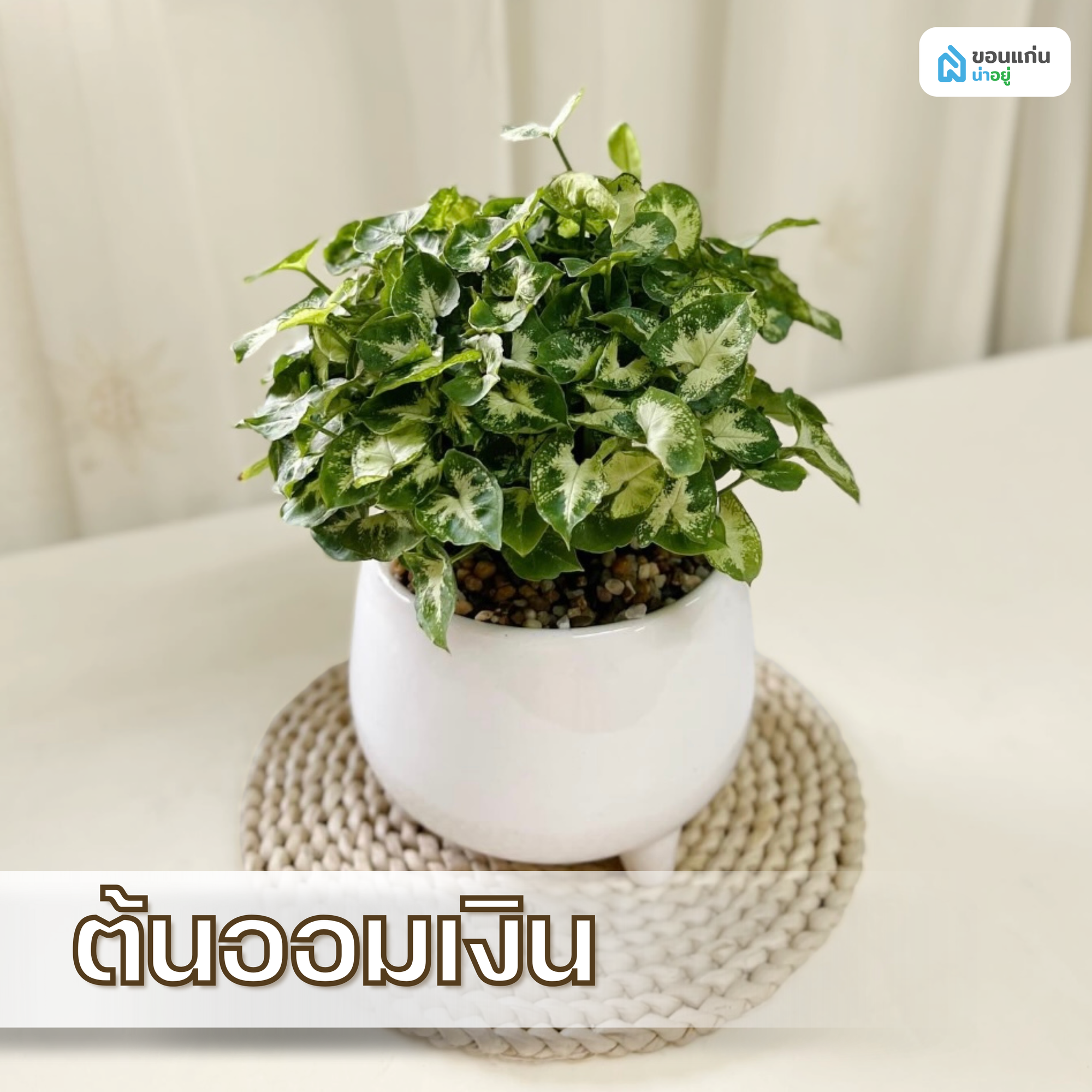 ต้นออมเงิน