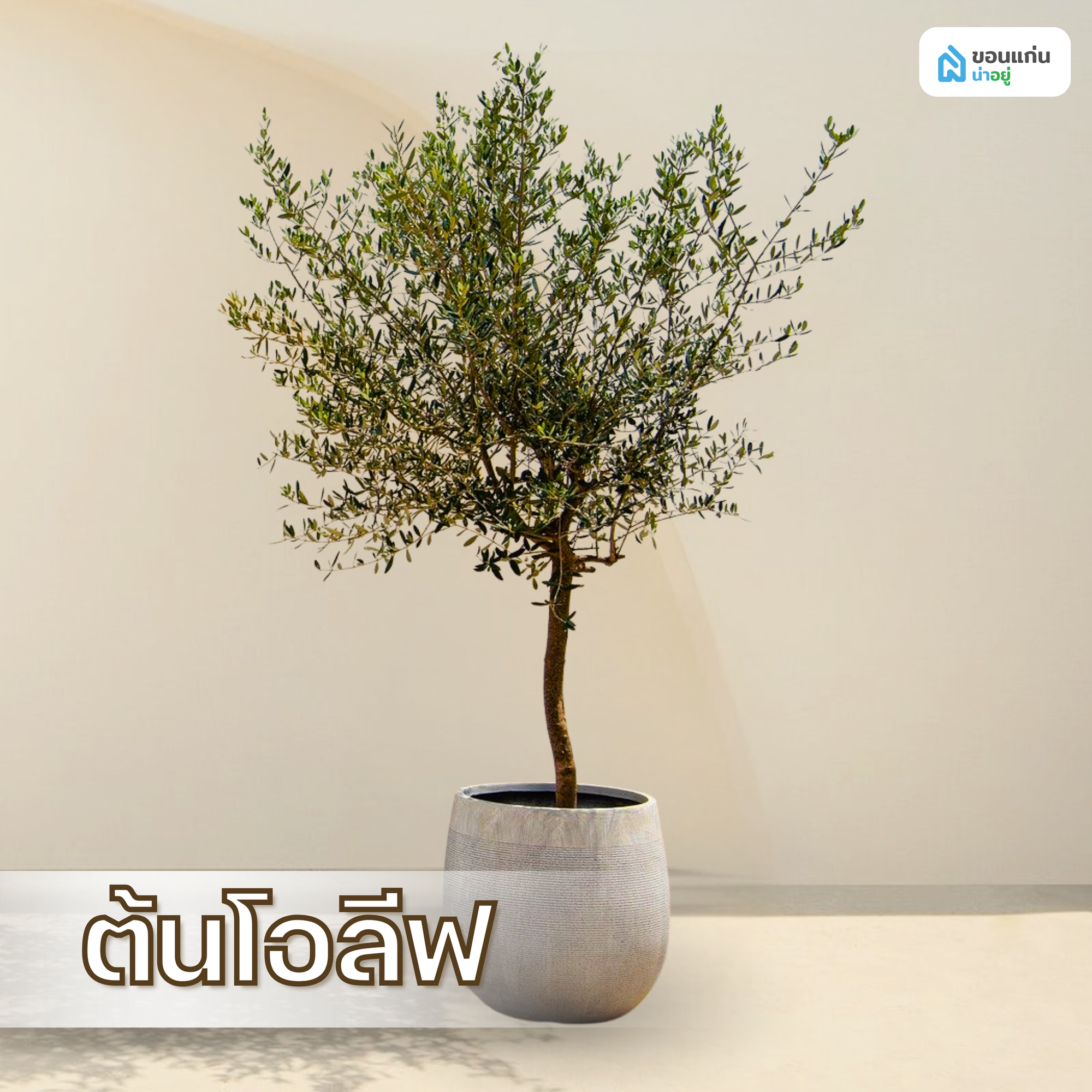 ต้นโอลีฟ