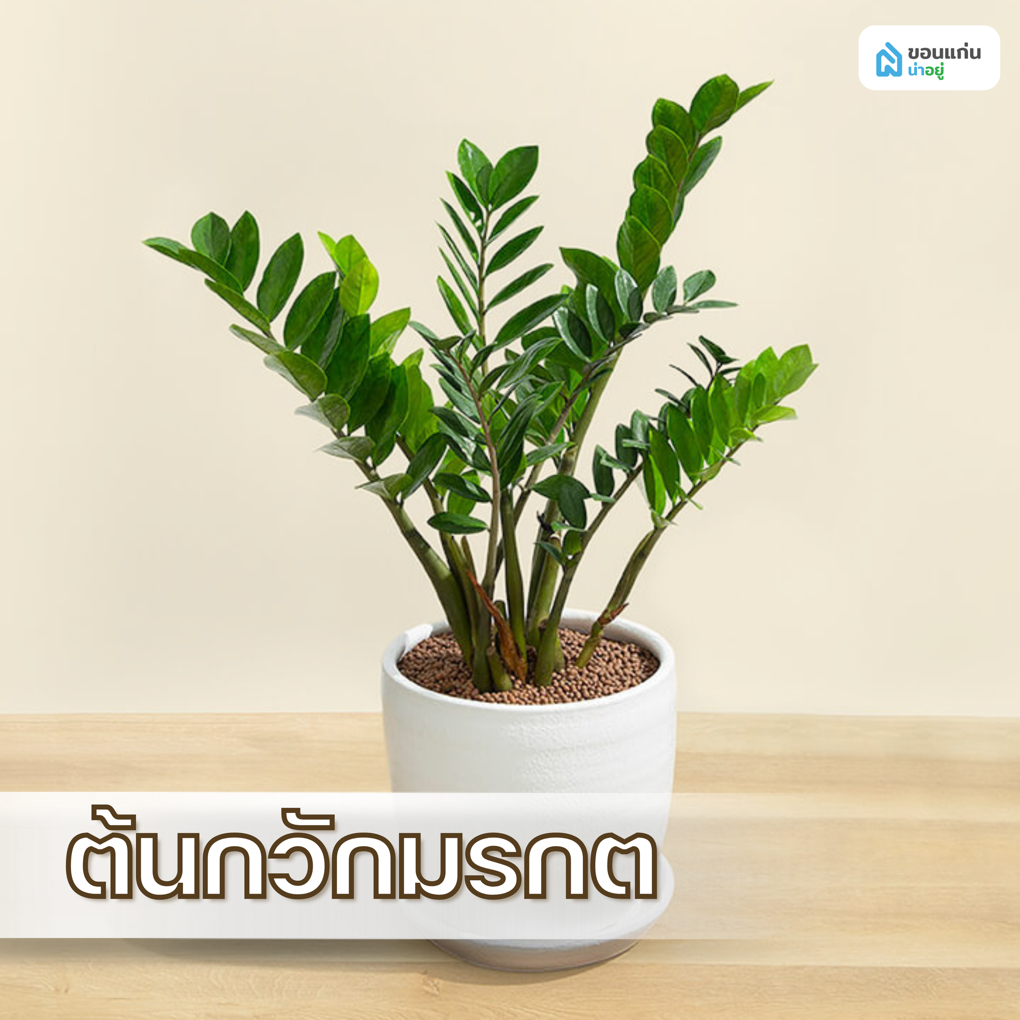 ต้นกวักมรกต