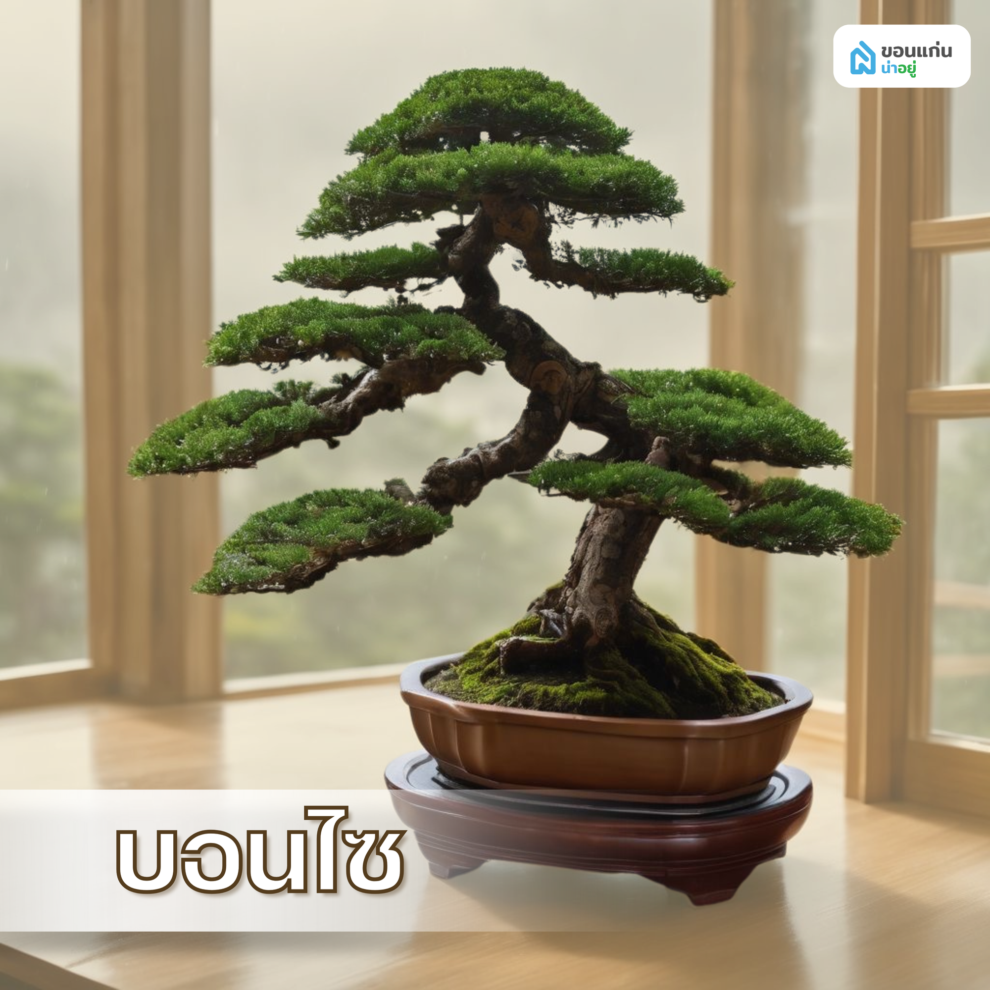 ต้นบอนไซ