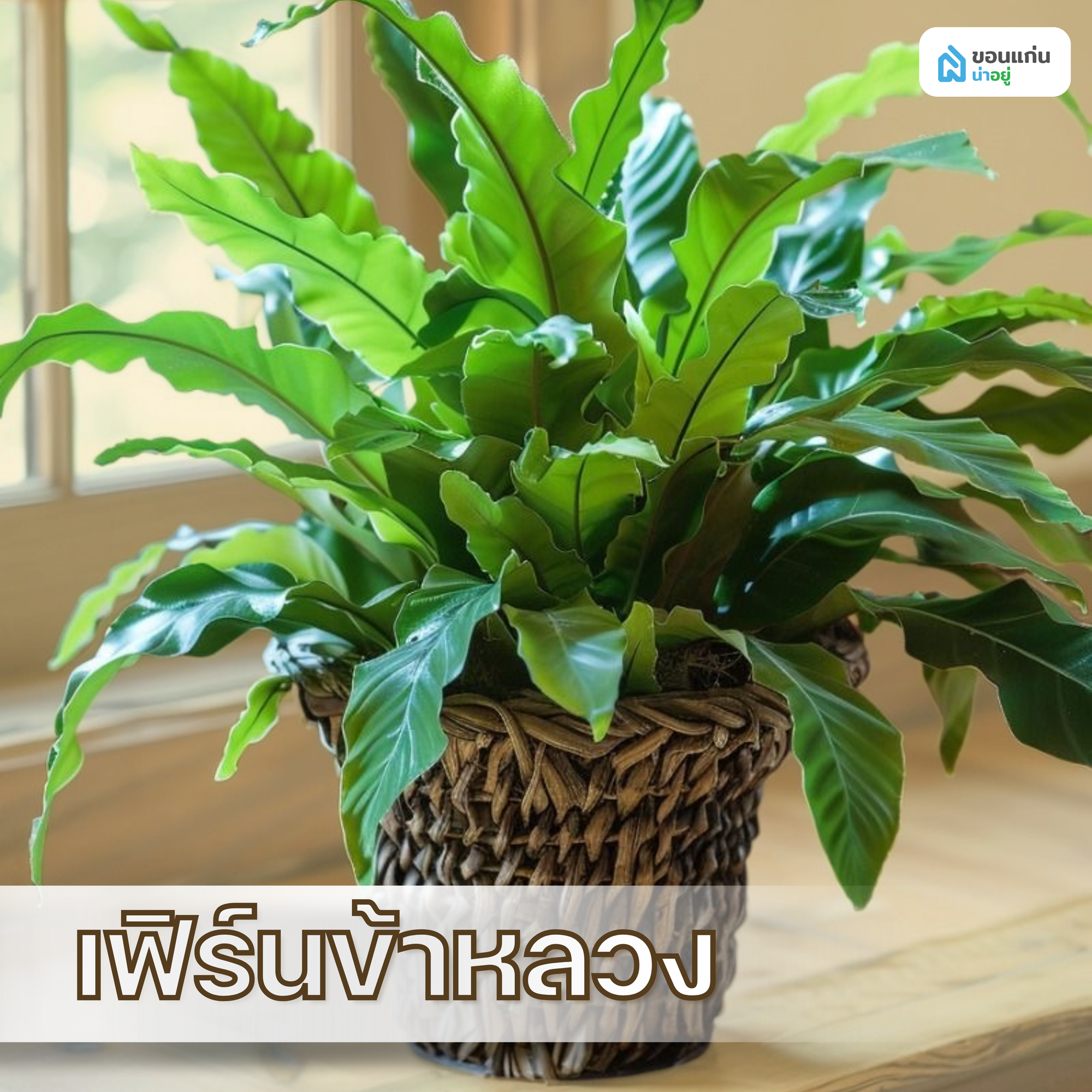 เฟิร์นข้าหลวง