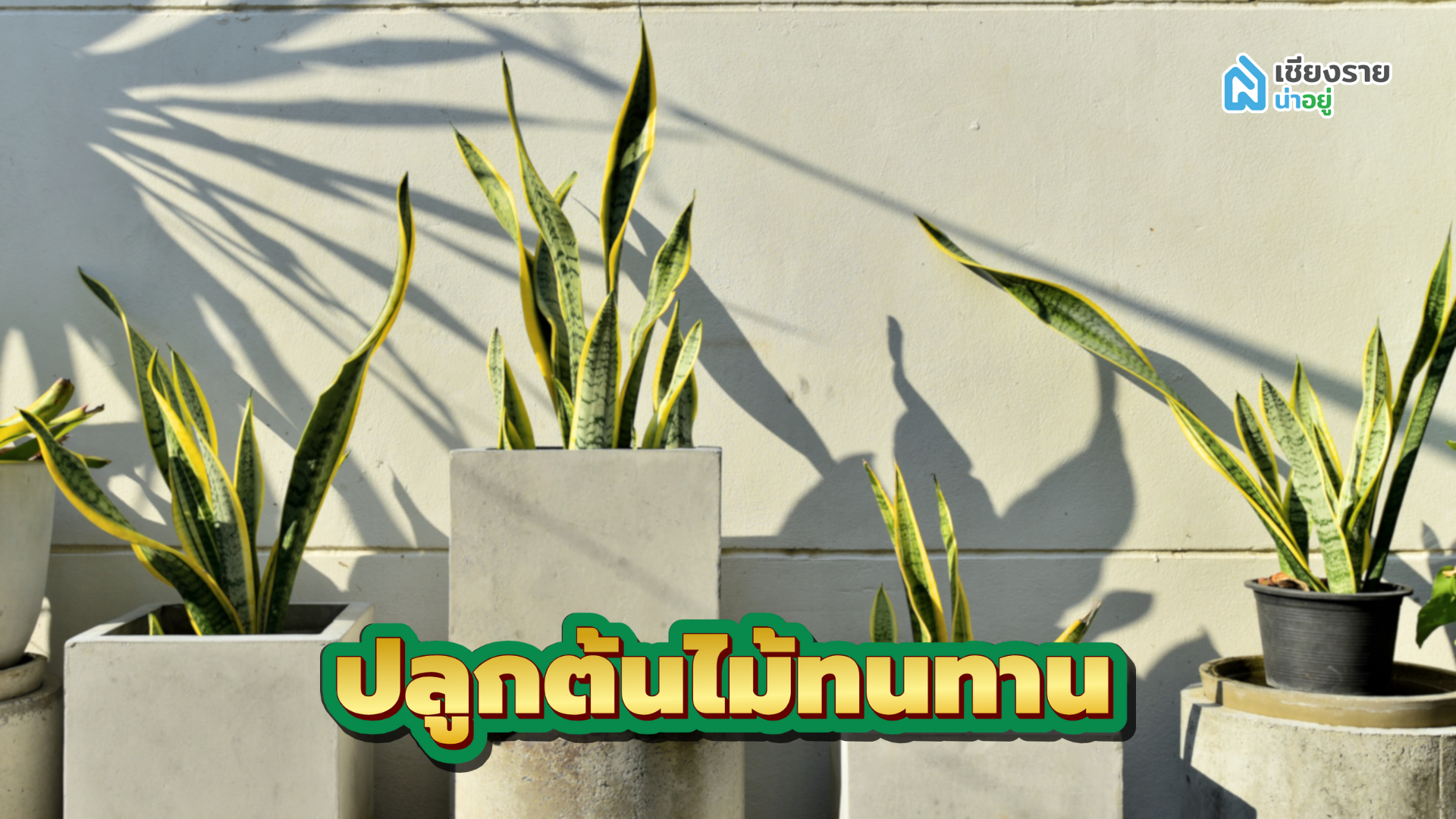 วิธีจัดสวนหน้าบ้าน ปลูกต้นไม้ทนทาน