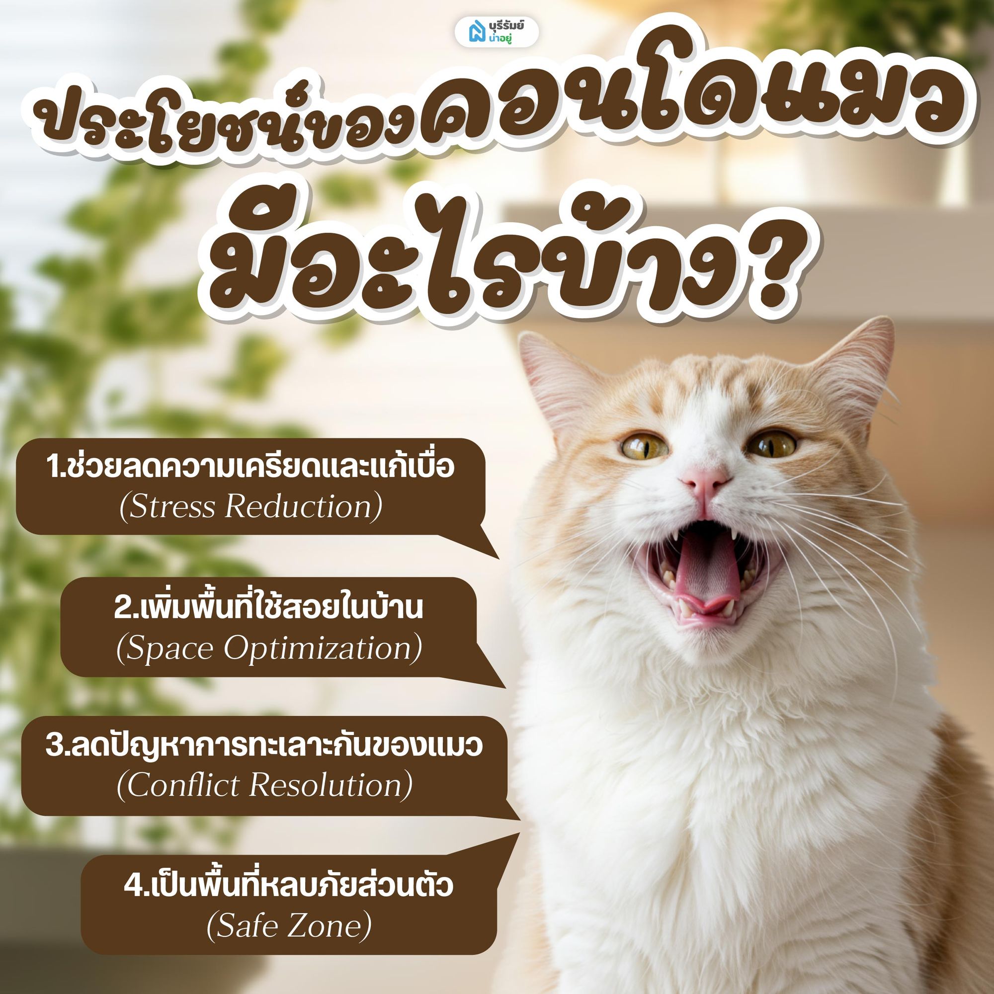 ประโยชน์ของคอนโดแมว มีอะไรบ้าง?