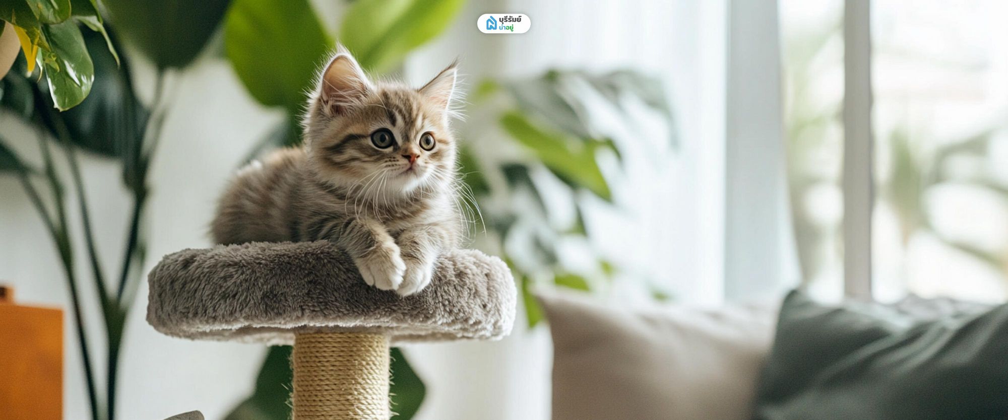 คอนโดแมว คืออะไร ทำไมถึง"ควรซื้อ" ให้แมว?