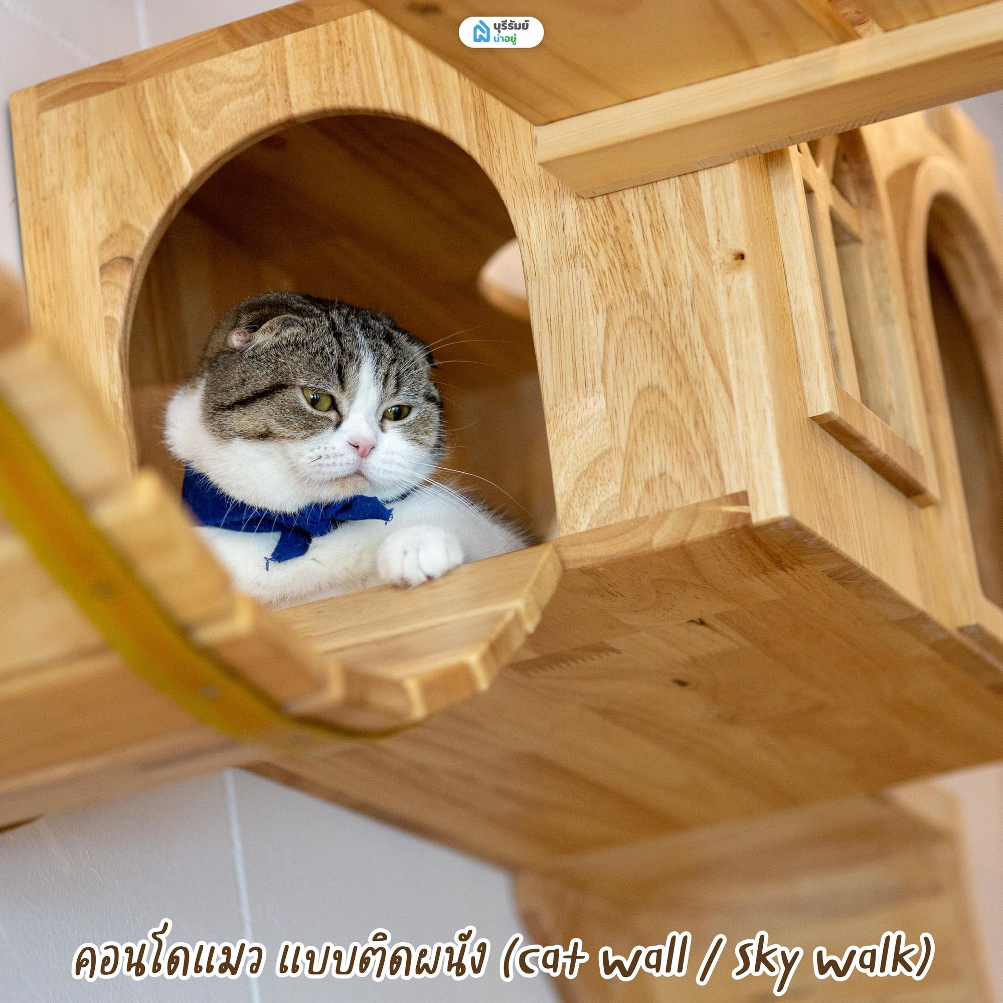 คอนโดแมว แบบติดผนัง