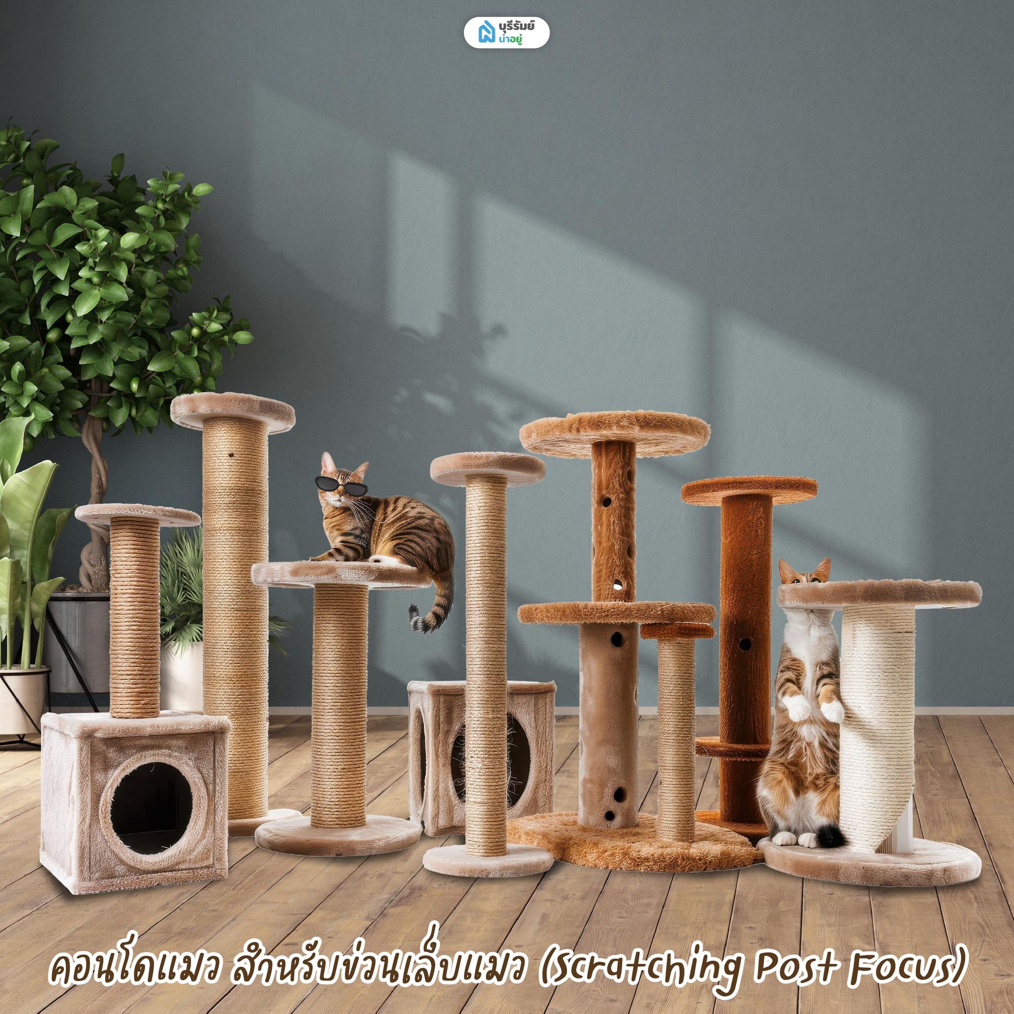 คอนโดแมว สำหรับข่วนเล็บแมว