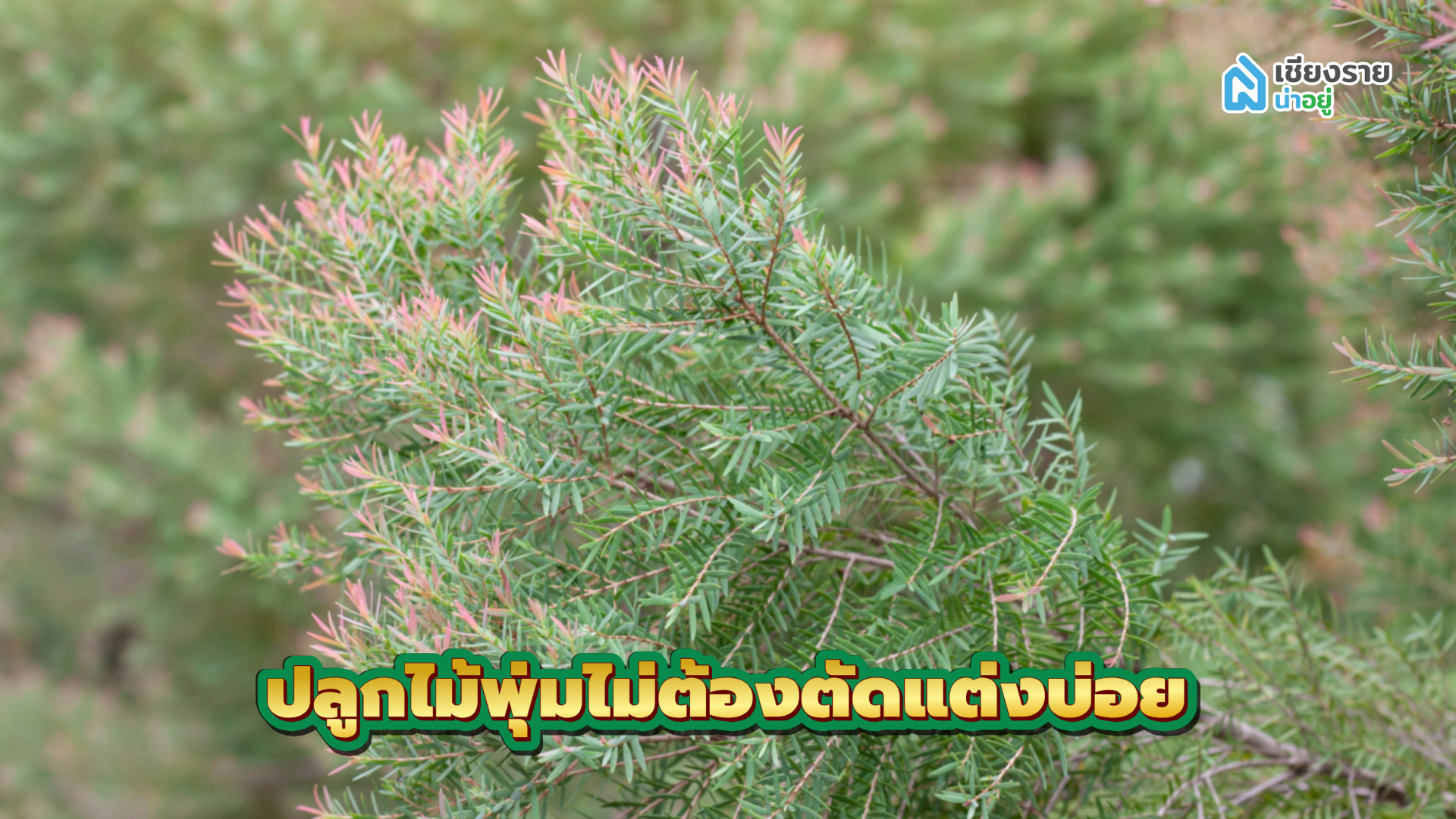 วิธีจัดสวนหน้าบ้าน ปลูกไม้พุ่ม