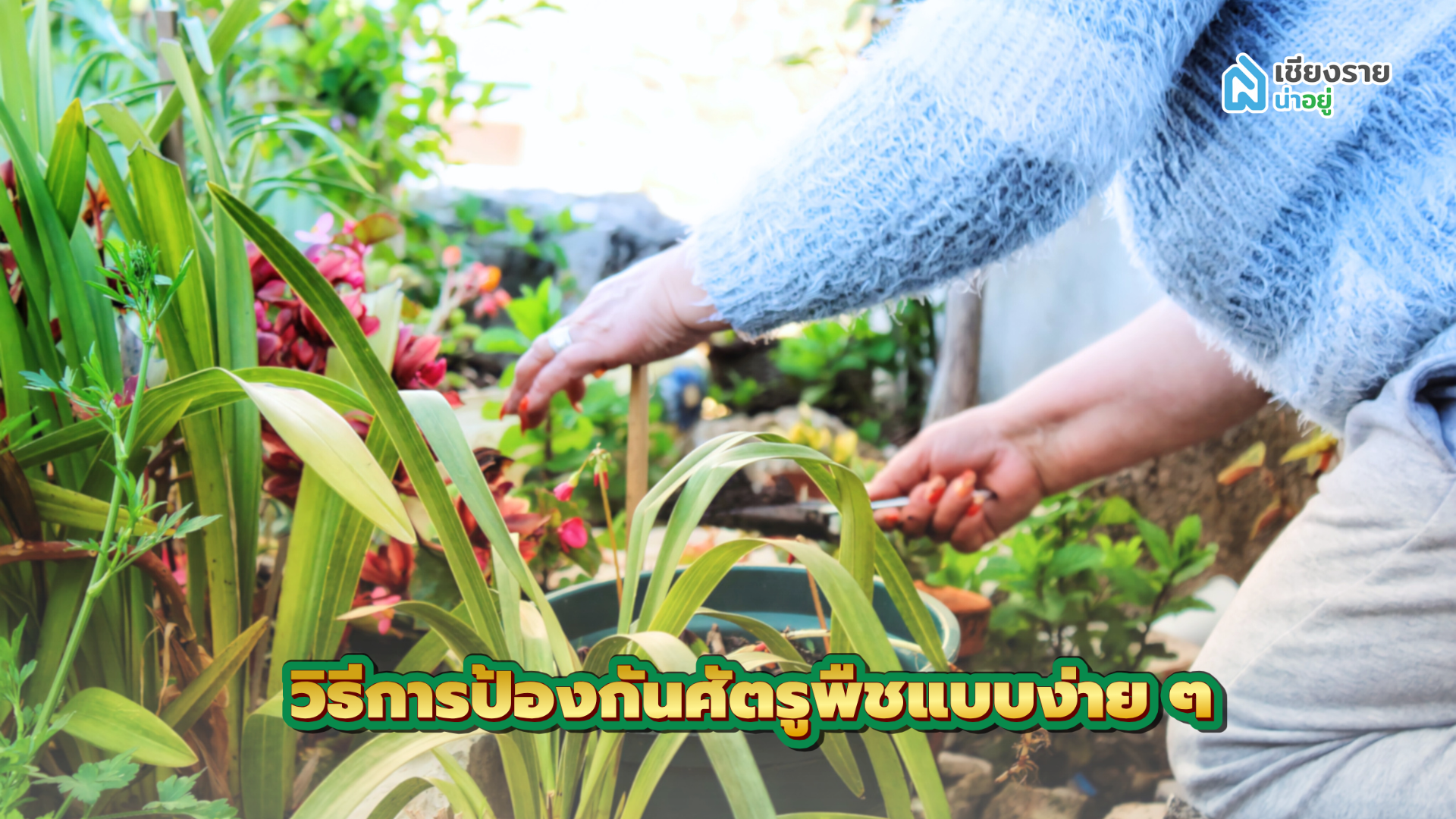 วิธีจัดสวนหน้าบ้าน ป้องกันศัตรูพืชง่าย ๆ