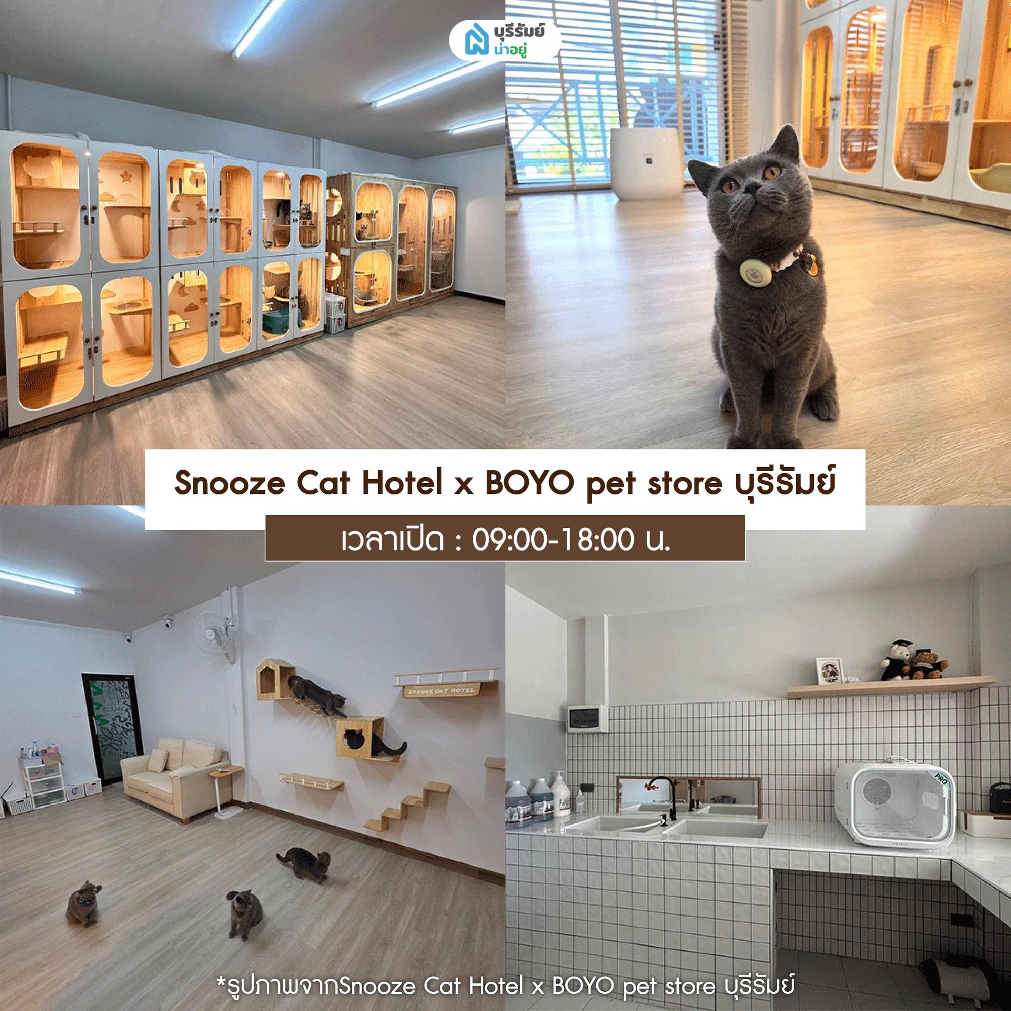 Snooze Cat Hotel x BOYO pet store บุรีรัมย์