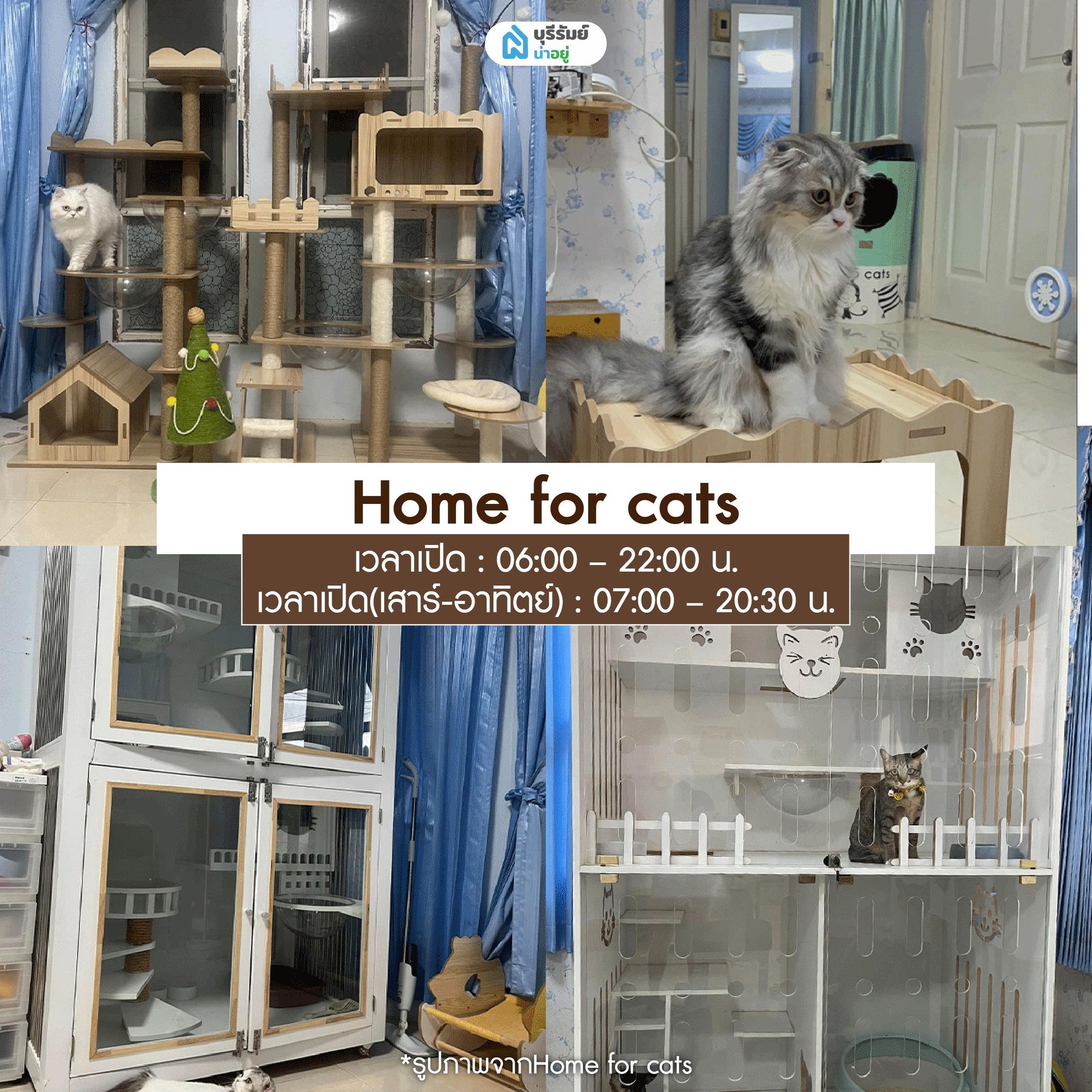 Home for cats