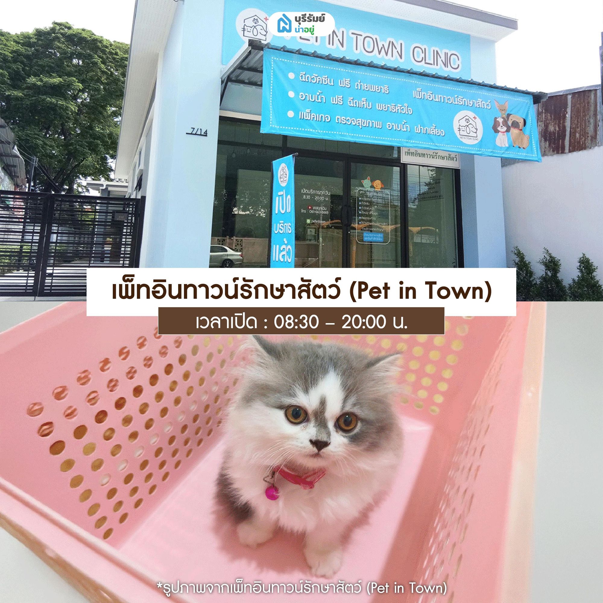 เพ็ทอินทาวน์รักษาสัตว์ (Pet in Town)