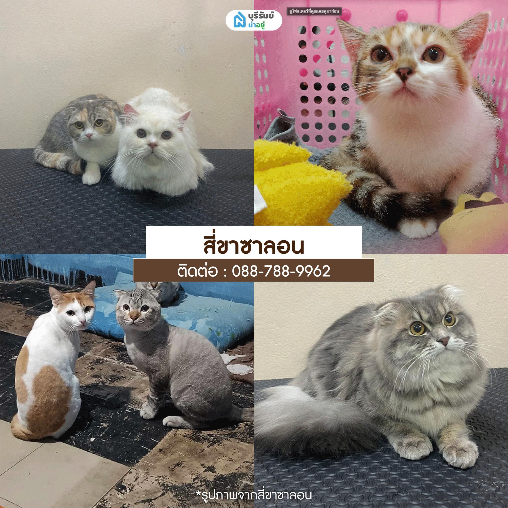 สี่ขาซาลอน