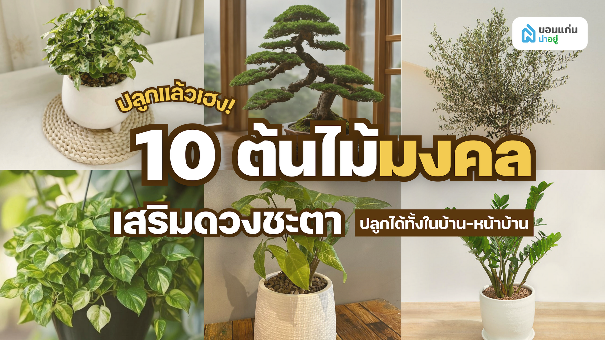 รวม 10 ต้นไม้มงคลปลูกในบ้าน-นอกบ้าน ปี 2569!